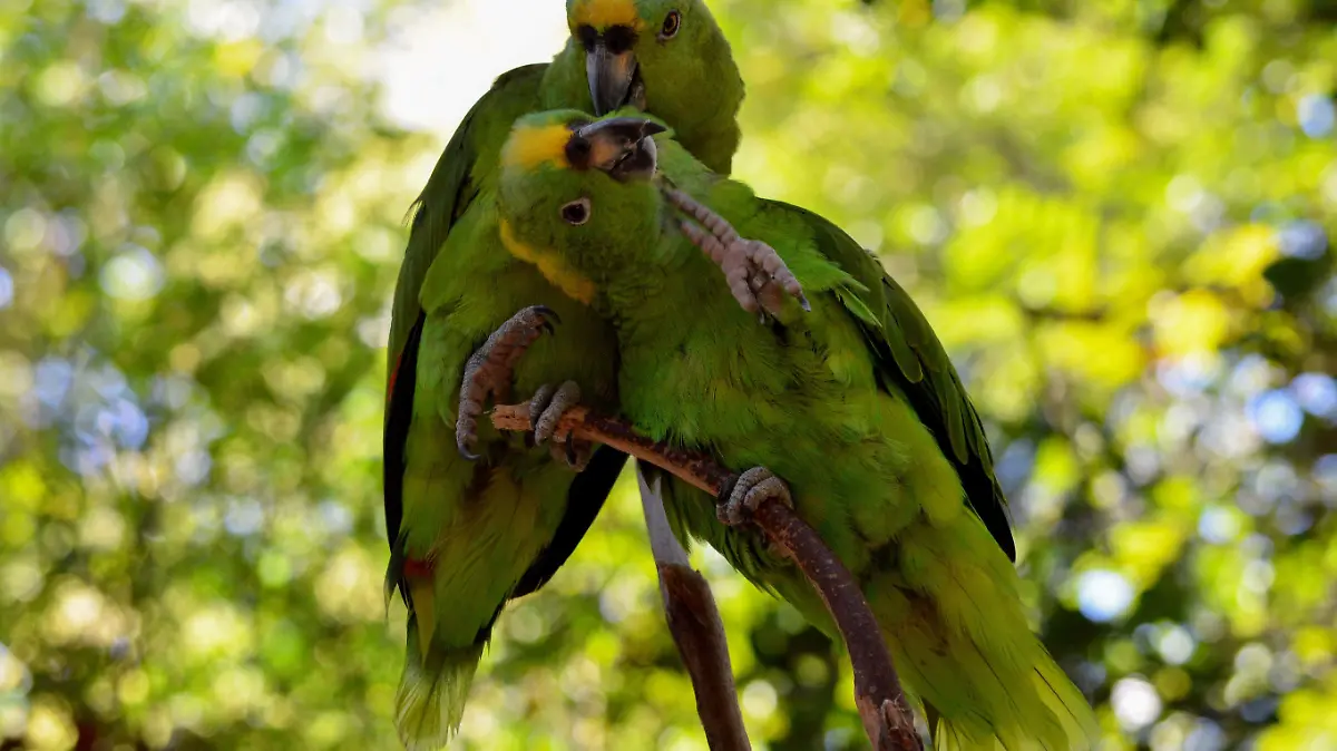 Guacamaya Verde CUARTOSCURO